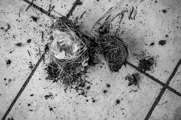 새가 쓰러진 둥지는 깨진, 검은 색과 흰색 휴식 — 스톡 사진