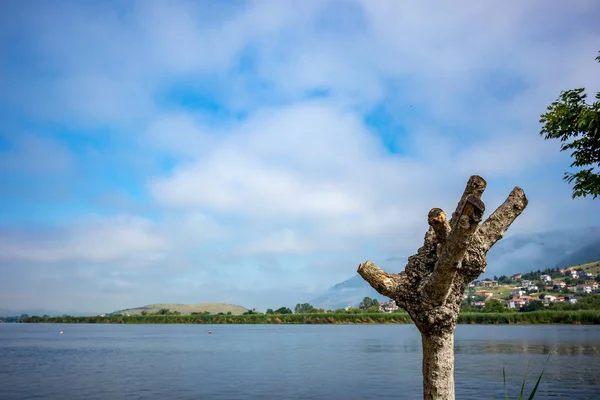 Árbol seco sin anclas, Isla Ioannina, Grecia — Foto de Stock