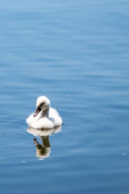 Pamvotida gölündeki kuğular, Ioannina Epirus, Yunanistan