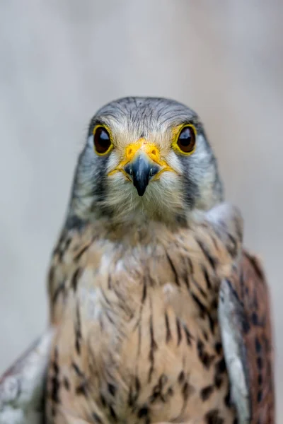 Gros plan de Lesser Kestrel ou Falco Naumanni — Photo