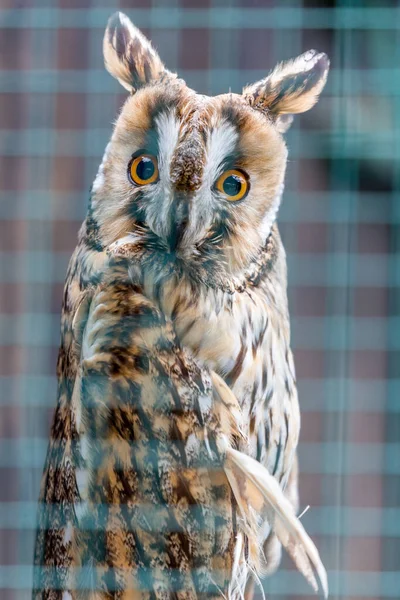 Hibou des marais posant derrière les barreaux — Photo