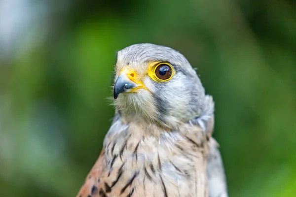 Gros plan de Lesser Kestrel ou Falco Naumanni — Photo