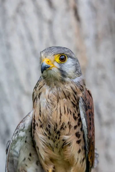 Nahaufnahme von Turmfalken oder Falco naumanni — Stockfoto