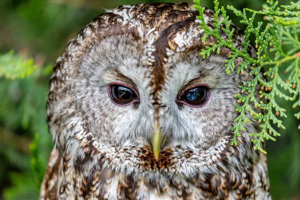 Owl portrait over blurred green background — Stock Photo, Image