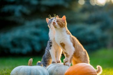 Şirin kedicikler oynar ve balkabaklarının etrafında otururlar.