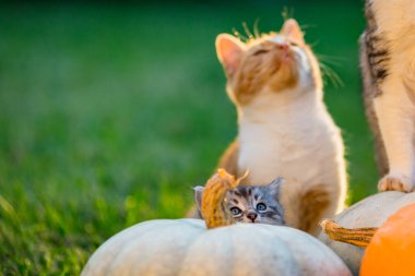 Şirin kedicikler oynar ve balkabaklarının etrafında otururlar.