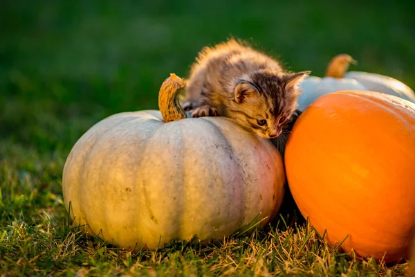 Cute kittens play and sit around pumpkins — Stock Photo, Image
