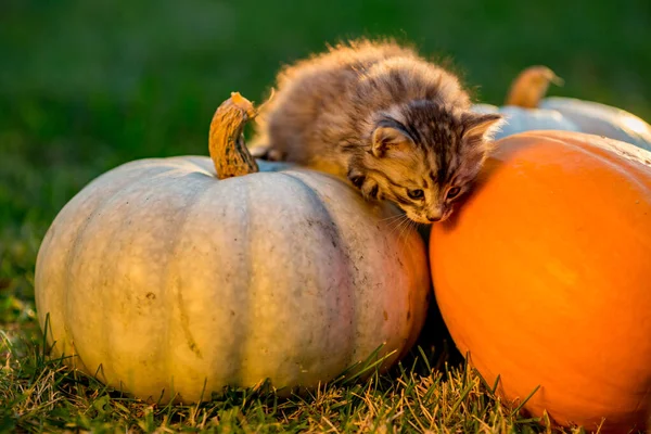 Cute kittens play and sit around pumpkins — Stock Photo, Image