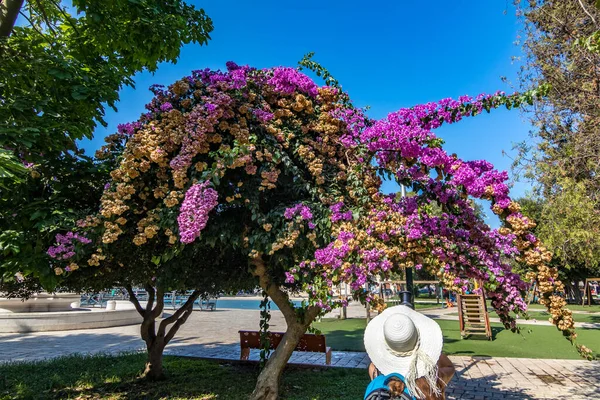 공원에서 꽃피는 부우간 빌레아 의 사진을 찍는 모습 — 스톡 사진