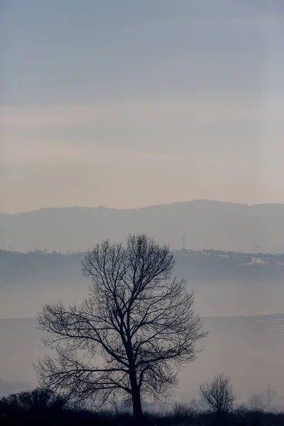 Paisaje vespertino con árbol sin hojas — Foto de Stock