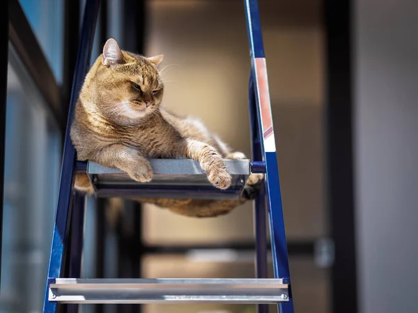 Cat Lies Falls Asleep Stairs — Stock Photo, Image