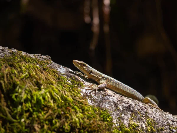 Small Lizard Tree Wild — Stock Photo, Image