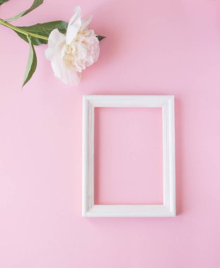 Beyaz framewhite çerçeve, boyalı pembe şakayık çiçek pembe bir arka planda yatıyor, Minimalizm