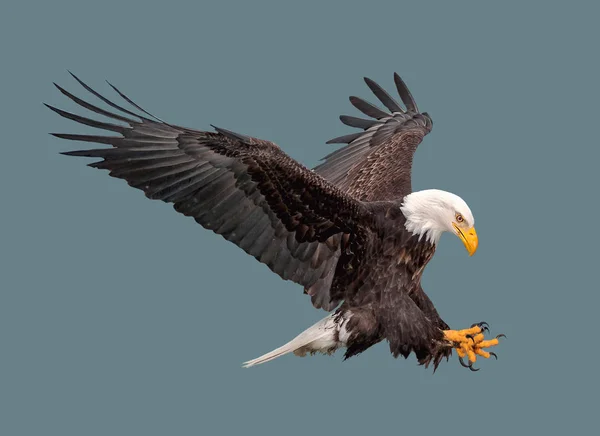 El águila calva en vuelo . — Foto de Stock