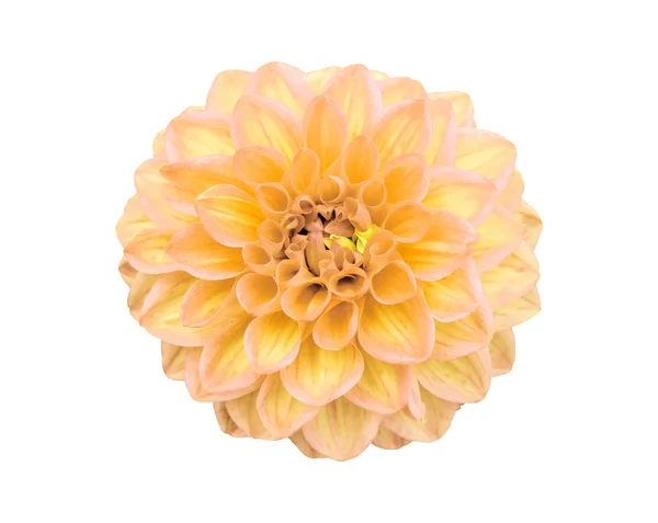 Ντάλια Κίτρινο Λουλούδι Που Απομονώνονται Λευκό Φόντο Εικόνα Αρχείου