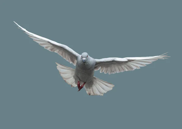 Repülő galamb repülés közben — Stock Fotó