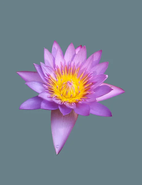 Lotus çiçeği izole bir renkli arka plan üzerinde açılan