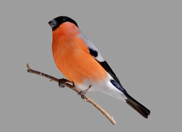 Euroopan Lintu Bullfinch Eristetty Tausta — kuvapankkivalokuva