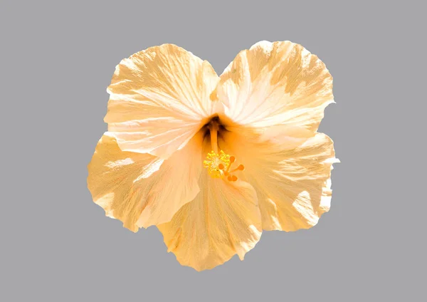 Çiçek sarı ebegümeci.