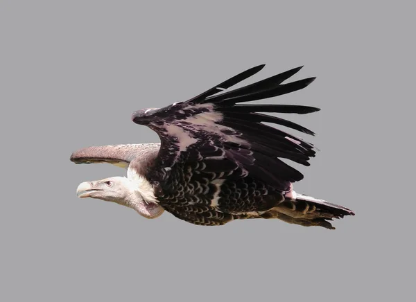 Uçarken kuş akbabası.