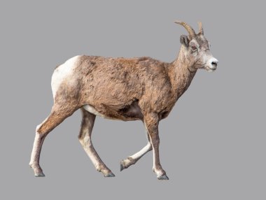 İzole arka planda dağ keçisi.