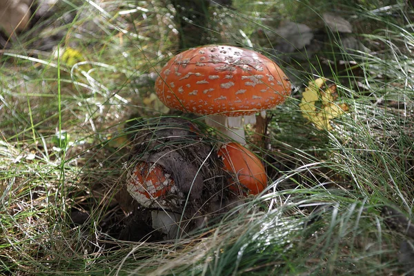 Несъедобный гриб Amanita . — стоковое фото