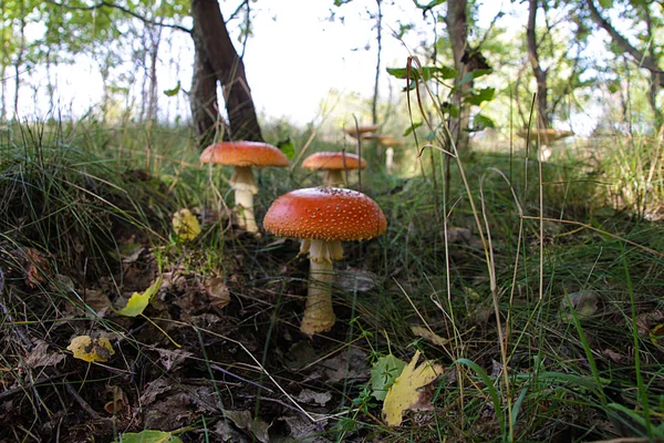 Несъедобный гриб Amanita . — стоковое фото