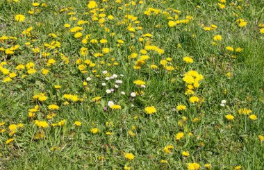 Üzerinde karahindiba yetişen bir orman..