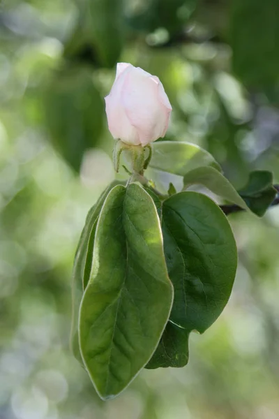Ayva ağacı çiçeği açık bir bahar gününde.