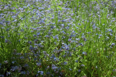 Ormanın yakınındaki bir yaz gününde kır çiçekleri açıyor..