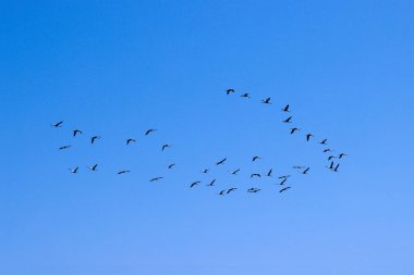 Mavi gökyüzüne doğru uçan turna kuşu.