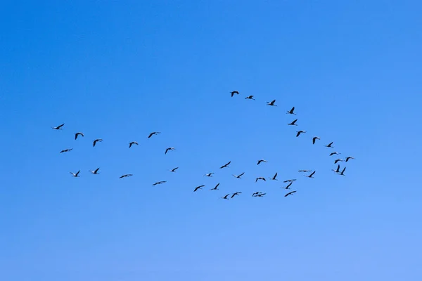 Kran Fågel Flygning Mot Den Blå Himlen — Stockfoto