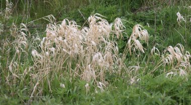 Geçen yıl yeşil çimenlerdeki kuru çimenler.