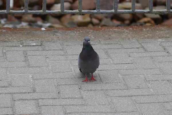 街の歩道に鳩の鳥が座っています — ストック写真