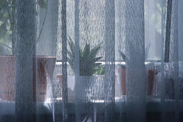 Evdeki çiçekleri pencere eşiğinde yetiştiriyor..