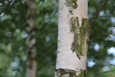 Avrupa 'da huş ağacı gövdesinin arka planında Birch korusu var..