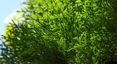 thuja ağacının yeşil dalları. Sebze arka planı.
