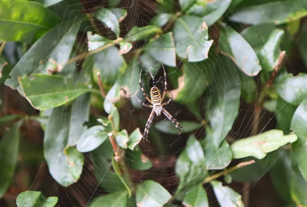 Eşek Arısı Denen Zehirli Bir Örümcek — Stok fotoğraf