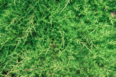 Thuja ağacı, yapraklar ve dallar. Sebze arka planı.