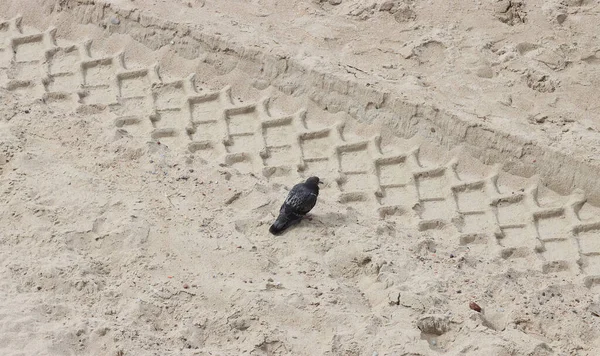 Kuş güvercini kumdaki garip ayak izlerine bakar.