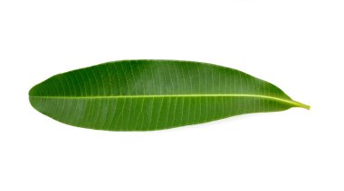 Süslü panoramik bir doğa kenarı olarak beyaz üzerine izole yeşil yapraklar