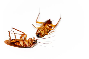 Hamam böceği kahverengi arka plan ve beyaz, hamamböceği ipucu üzerinde bacaklar hamamböceği, bıyık hamamböceği