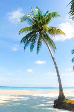 Güzel tropikal Beach gündoğumu, palmiye ağacı ile deniz manzarası. deniz görünümü plaj yaz arka planda