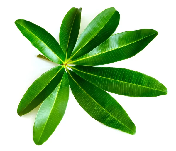 Folhas Verdes Isoladas Branco Como Uma Borda Ornamentada Natureza Panorâmica — Fotografia de Stock