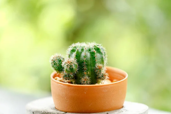 Cactus Está Una Olla Pequeña Ventana Madera Fondo Está Borroso — Foto de Stock