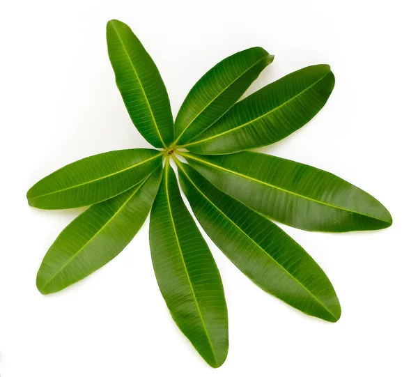 Süslü panoramik bir doğa kenarı olarak beyaz üzerine izole yeşil yapraklar