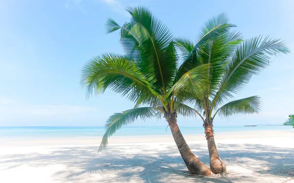 Två Fina Palmträd Vit Sandstrand Blå Himmel Med Moln Tropiska — Stockfoto