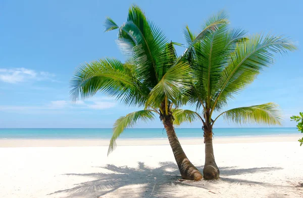 Fantastiska Dubbel Coconut Palmträd Vackra Tropiska Stranden Blå Himmel Bakgrund — Stockfoto