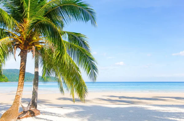 Marinmålning Vacker Tropisk Strand Med Palm Tree Vid Soluppgången Sea — Stockfoto