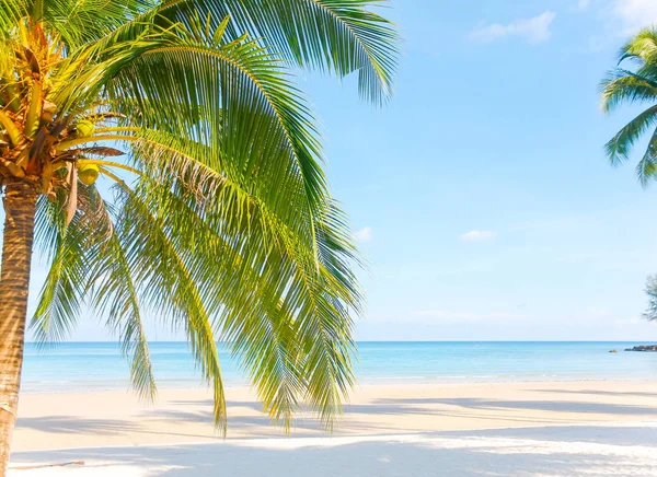 Marinmålning Vacker Tropisk Strand Med Palm Tree Vid Soluppgången Sea — Stockfoto